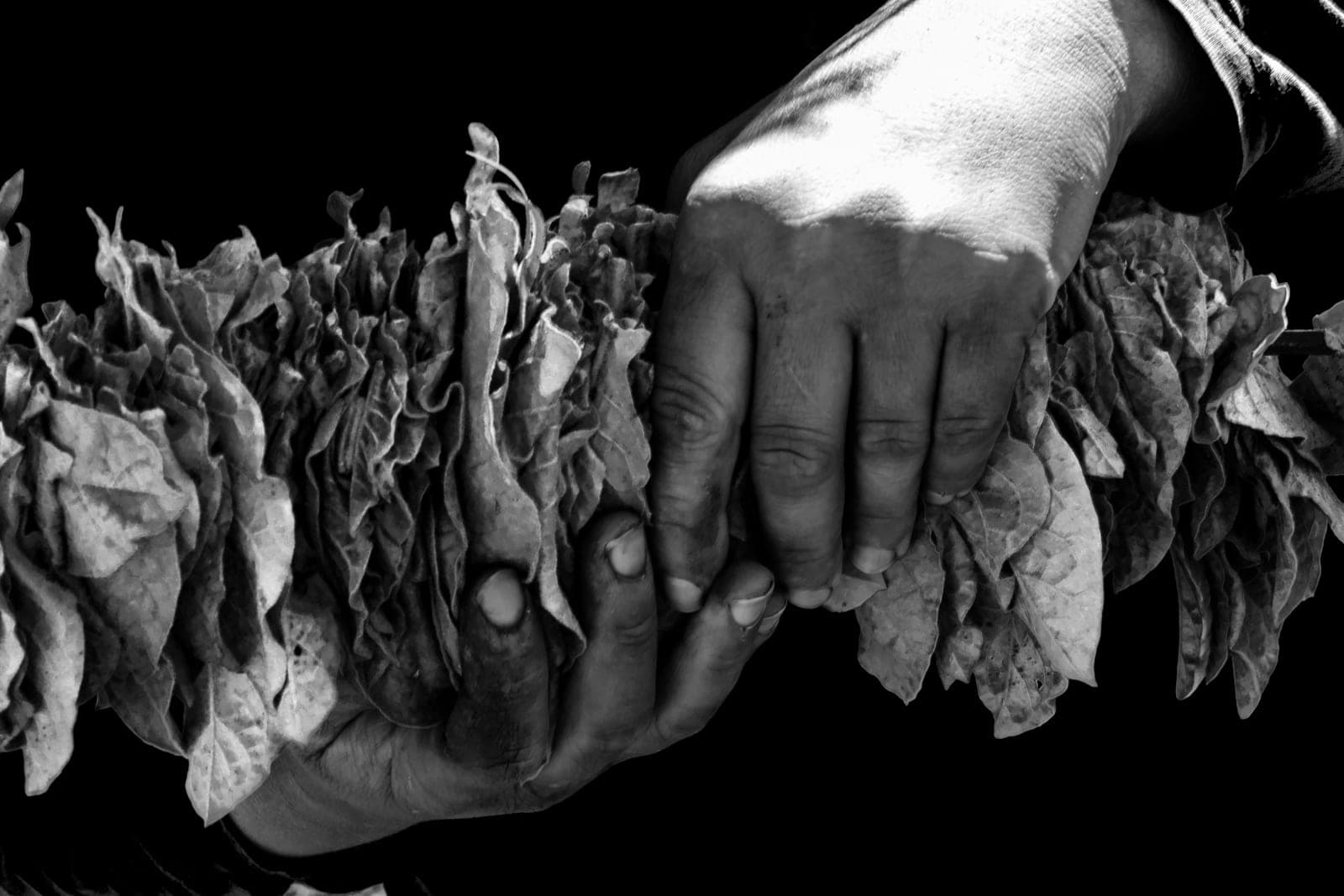 Tobacco