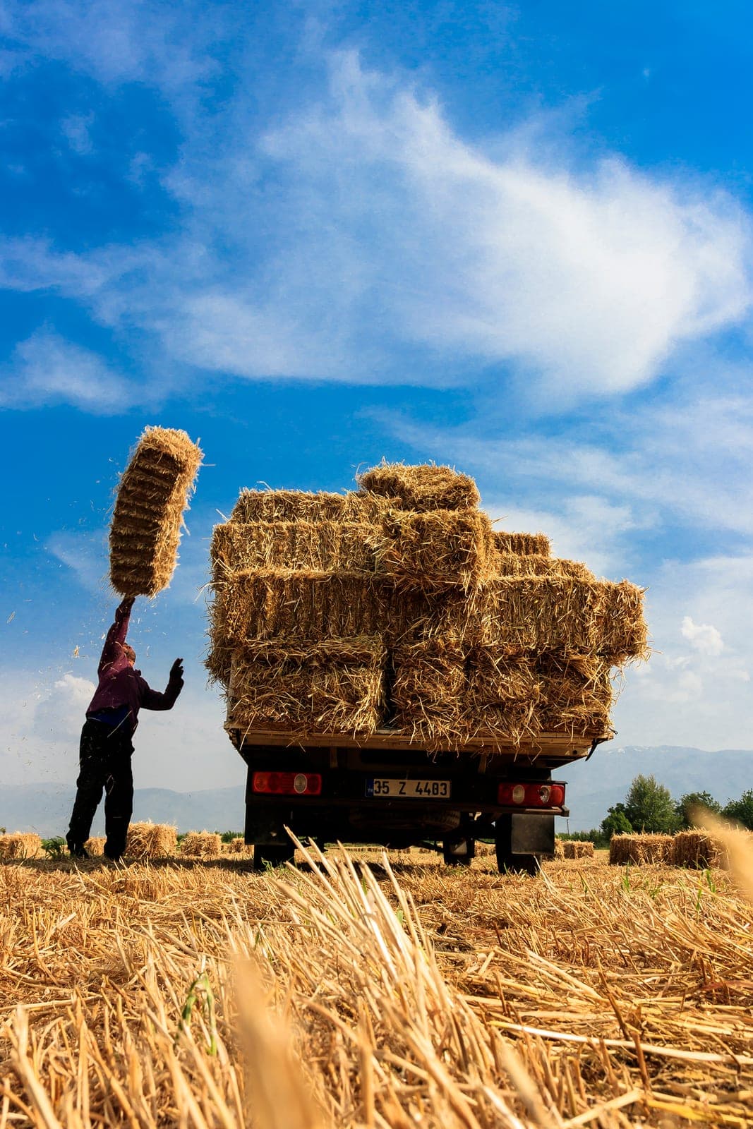 Harvest