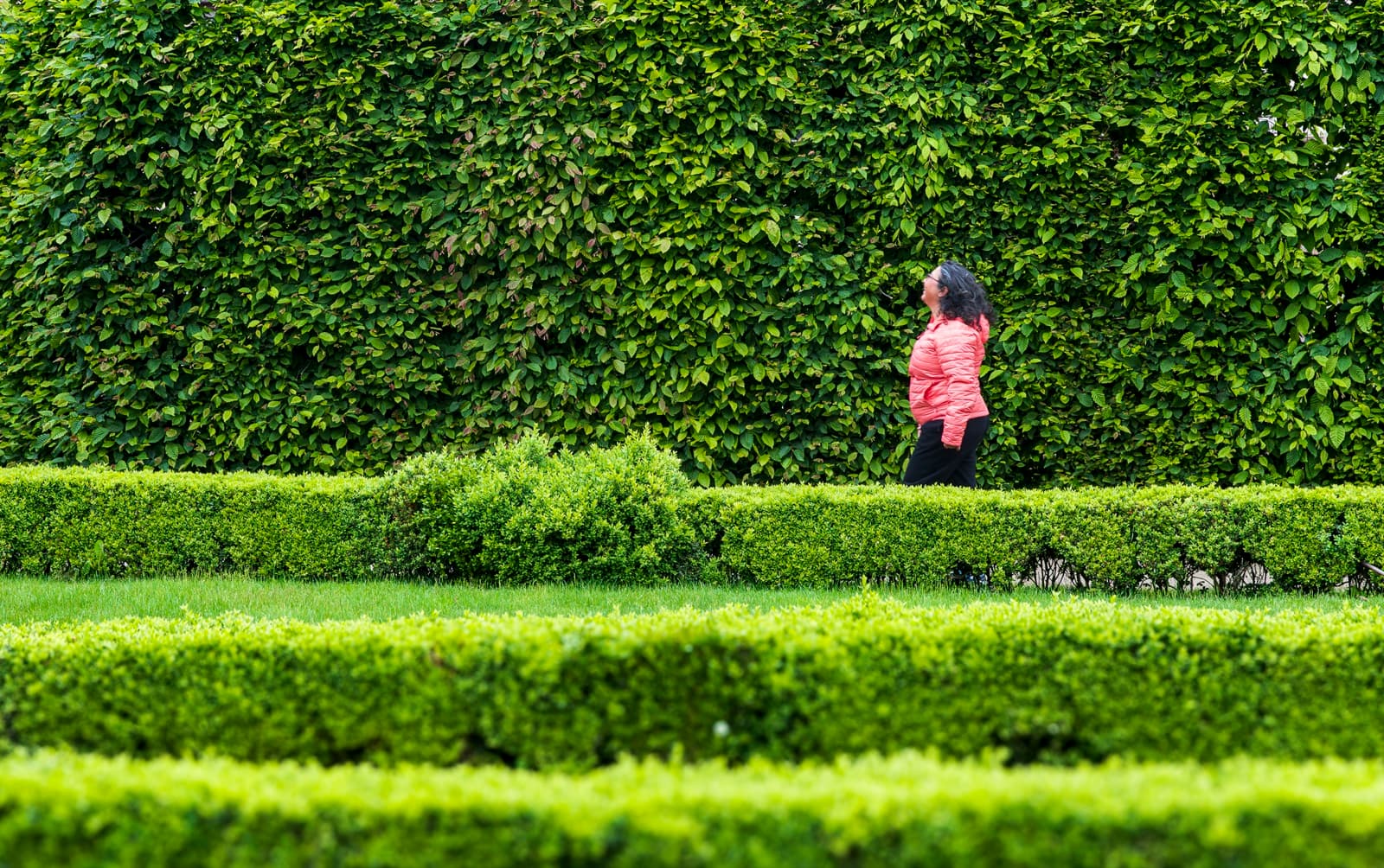 The Garden