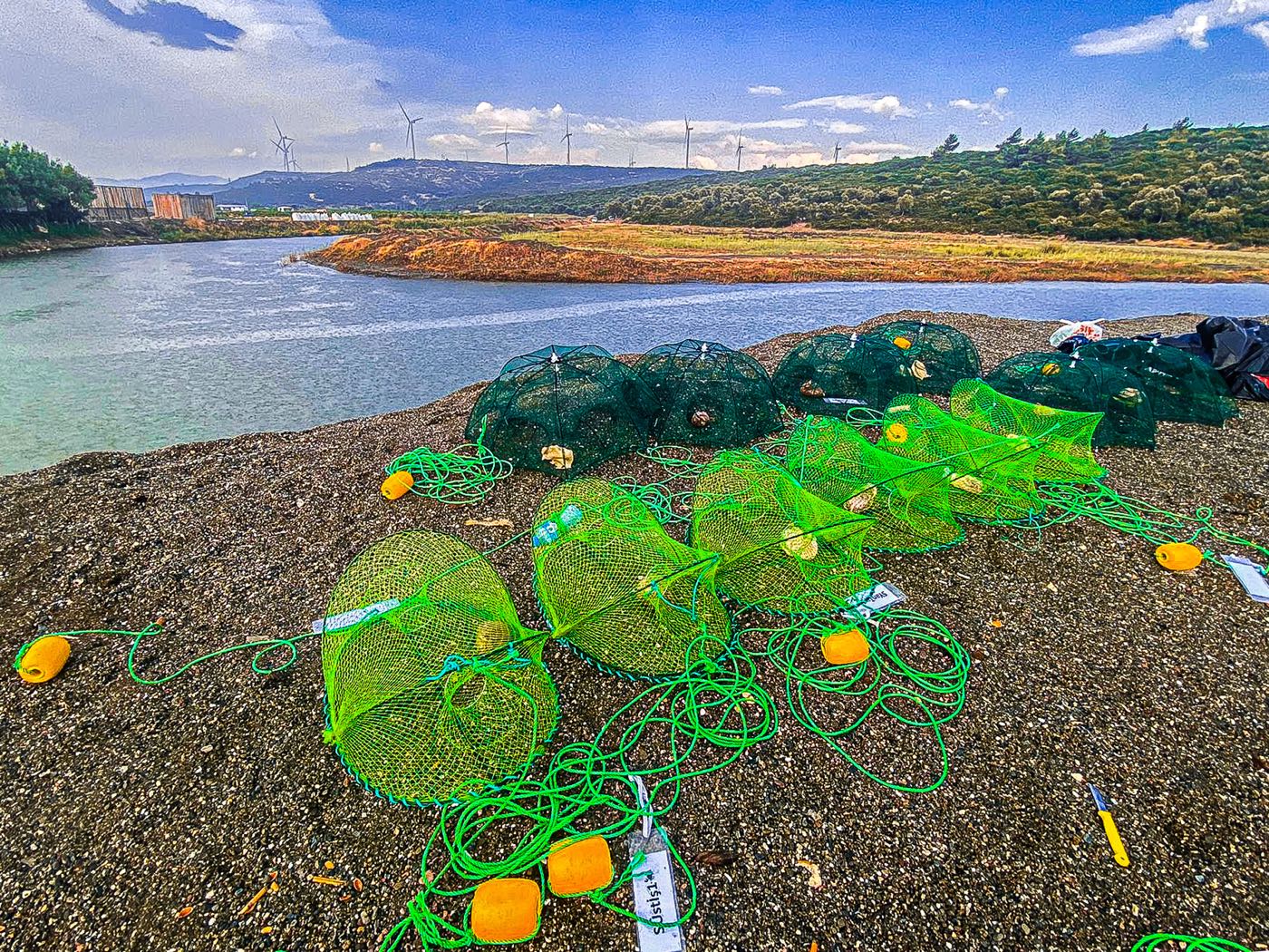 Baited pots laid out on the bank of Azmak Stream before deployment: light green cylindrical double-entrance pots in front, dark green umbrella-type pots behind, with orange buoys and labels